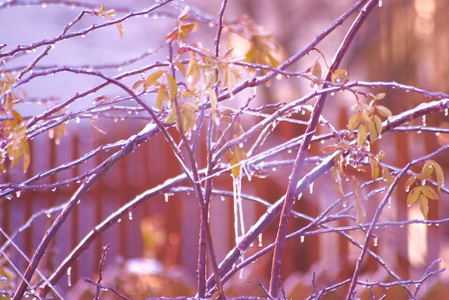 Icy Wet Branches