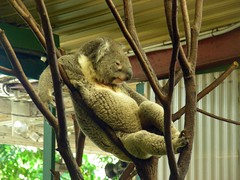 One of the guys at Lone Pine Koala Sanctuary