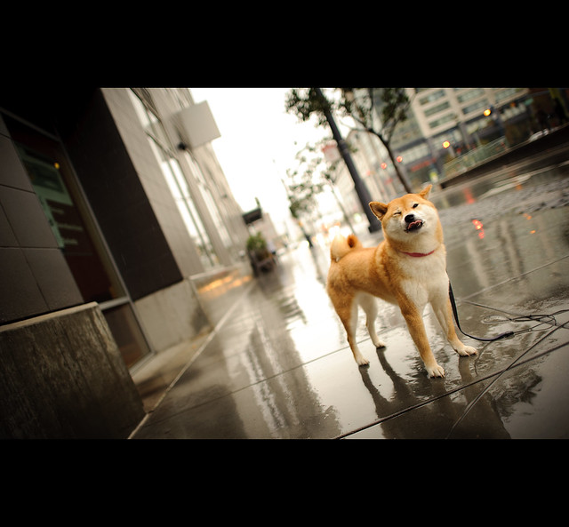 Fun in the Rain by kaoni701