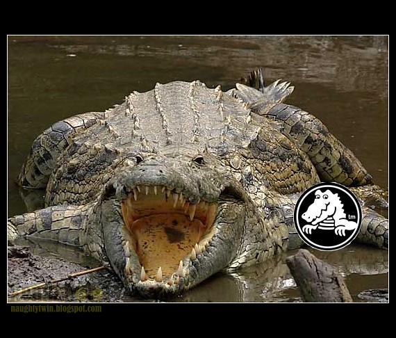 crocodile_ngr-4295_blog