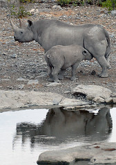 Black Rhino Calf Suckling