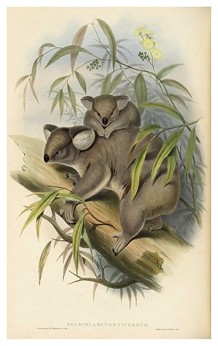 004-Koala-The mammals of Australia 1863-John Gould- National Library of Australia Digital Collections