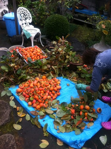 豊作の秋：庭の柿選定
