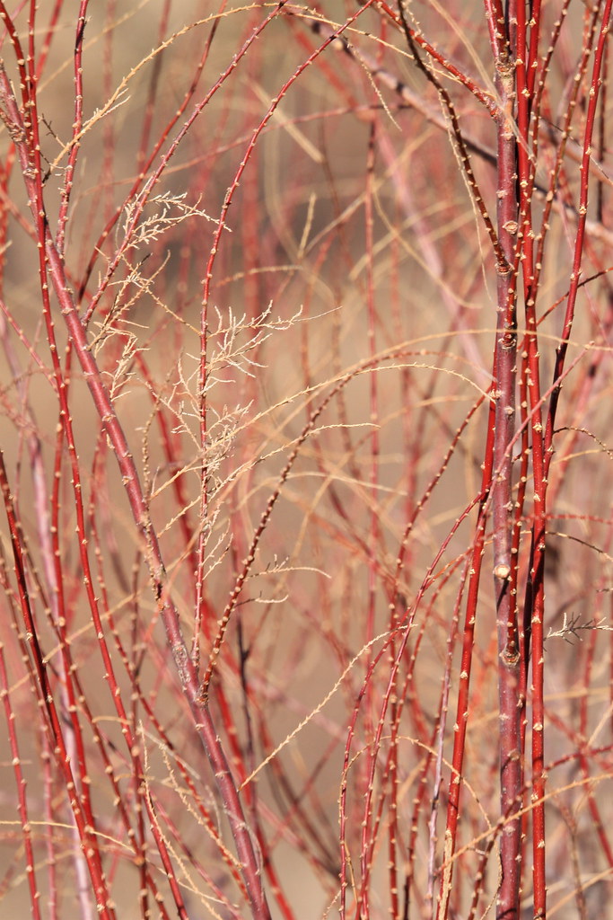 Brick-Colored Reeds