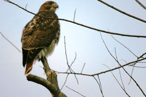 redtail on branch
