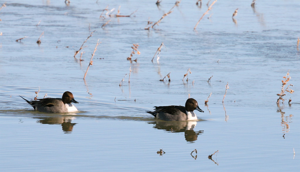Wintering Northern PIntail