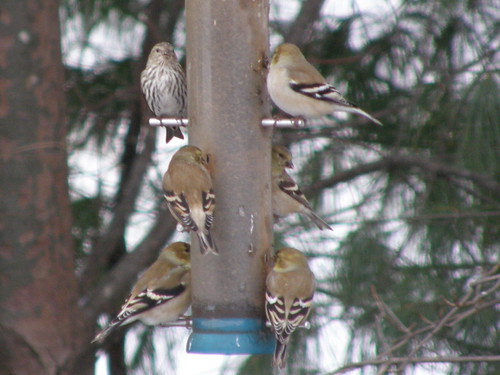 Am. Goldfinches and a Pine Siskin