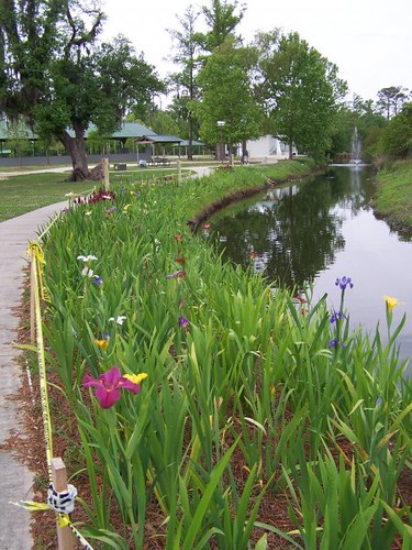 Louisiana irises are North American native wildflowers that have the widest color range of all types of irises including blue, white, red and yellow forms. Photo: Keep Slidell Beautiful ©