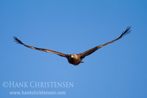 golden eagle in flight. Golden Eagle In Flight. A golden eagle soars through the sky