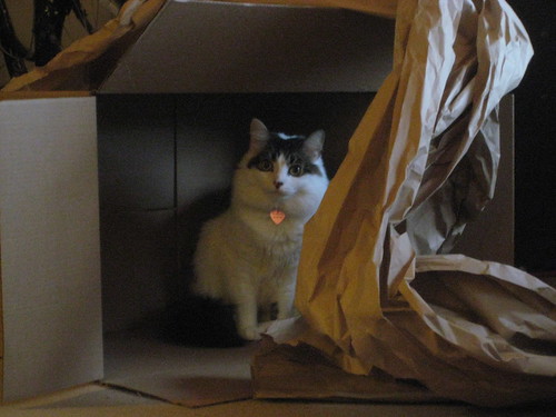 Faraday loves his box.