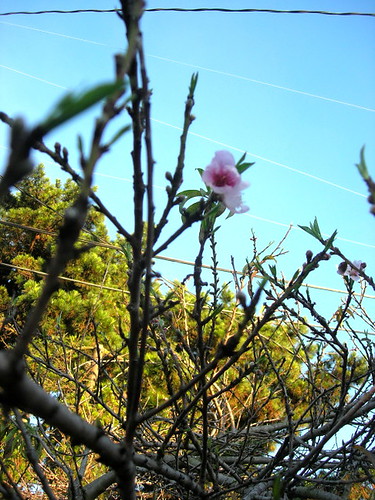 peach blossoms_sm