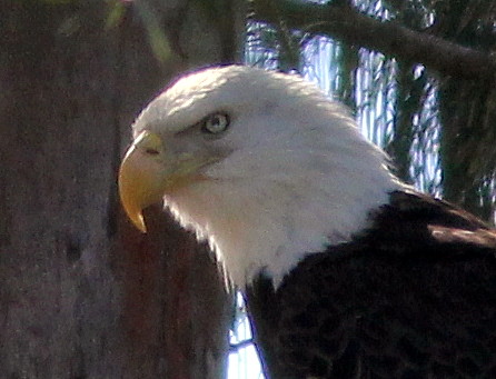 Eagle head 20110123