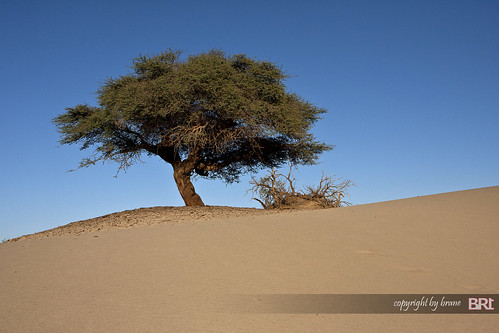 lone_tree_in_sahara_desert