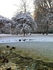Frozen pond in Pearson Park