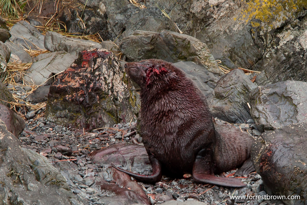Fur Seal, South Georgia Island