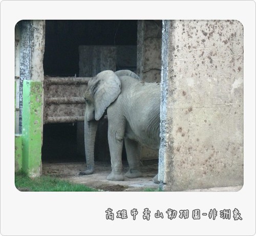 101121-非洲象
