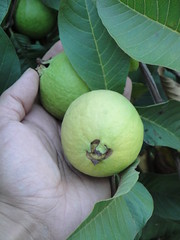 Guavas 1