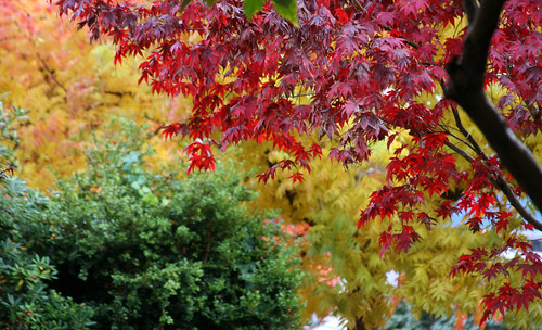 maples and pistache fall color