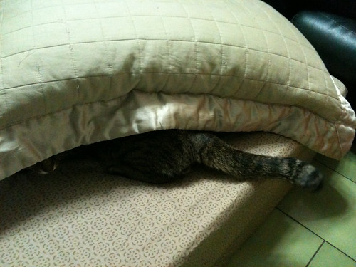 躲進枕頭的貓