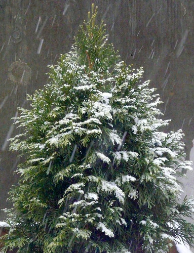 Snowy evergreen