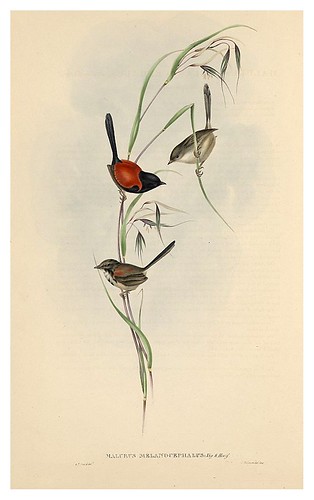 021-Reyezuelo de cabeza negra-The Birds of Australia  1848-John Gould- National Library of Australia Digital Collections