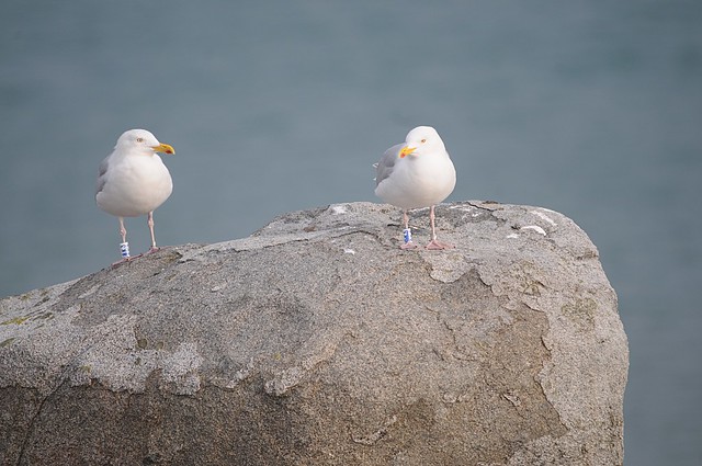 crung gulls