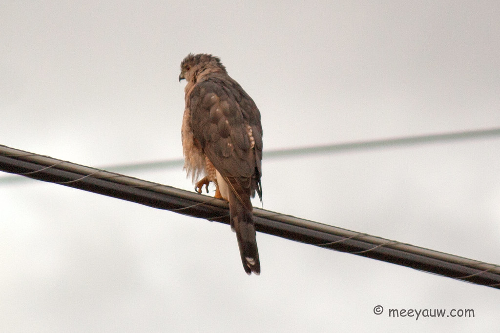 Juvenile Red-tailed Hawk  19.jpg