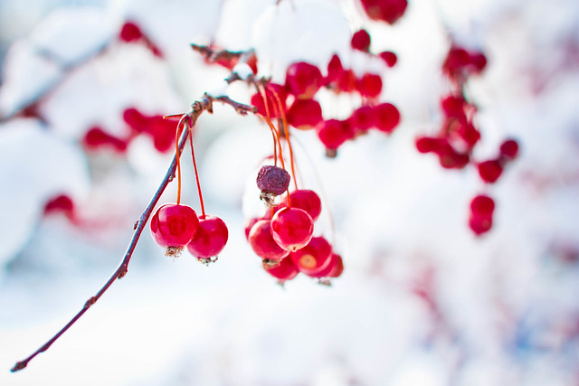 365: 52 Winter Berries