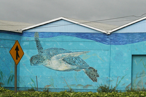 Sea Tortoise Mural