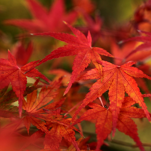 Japanese Maple In Late Autumn