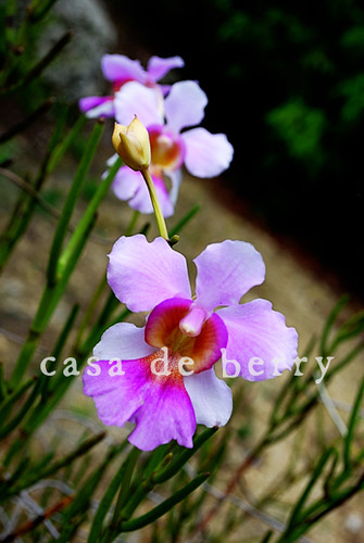 orchids2 copy