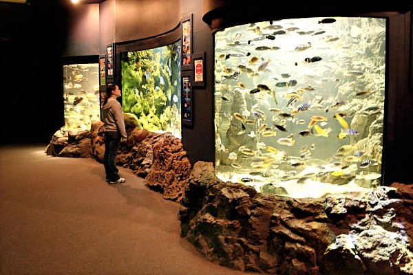 Aquarium at the Wildlife World Zoo