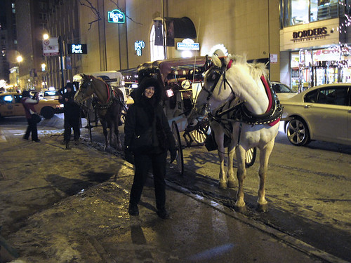 My Friends, the Carriage Horses