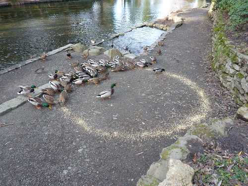 Duck circle one