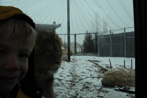 There is a layer of glass between Zane and the lion!