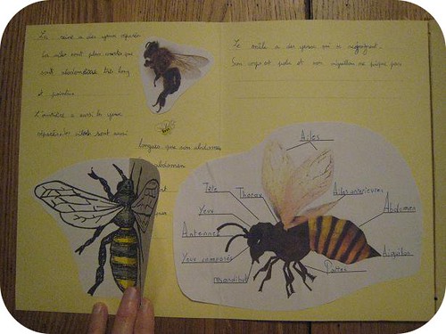 lapbook abeille 9