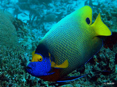 Yellowface angelfish, Maldives
