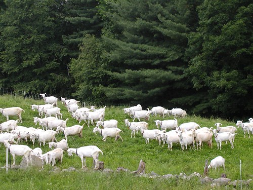 Dairy goats browsing in Vermont pasture.