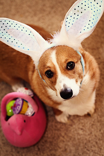 It's the Easter Corgi, Charlie Brown! by Make Way For Cupcakes