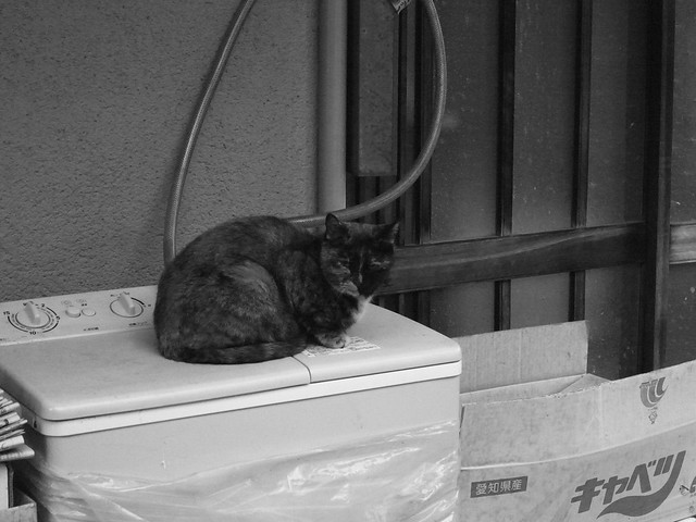 Today's Cat@2010-11-30