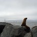 Sea Lion in San Francisco