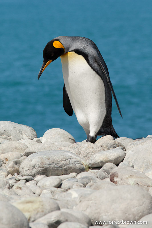 King Penguin, South Georgia