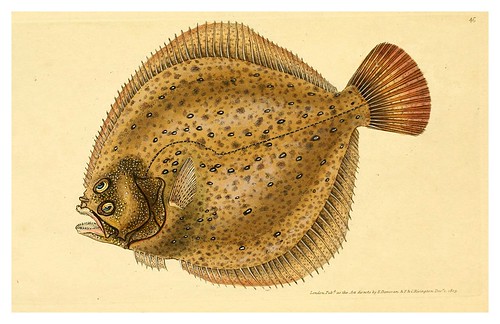 008-The natural history of British fishes 1802-Edward Donovan