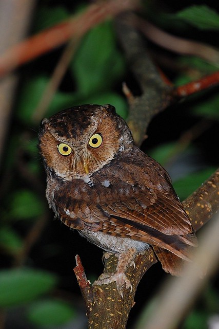 黃嘴角鴞 Mountain Scops Owl-成鳥@花蓮