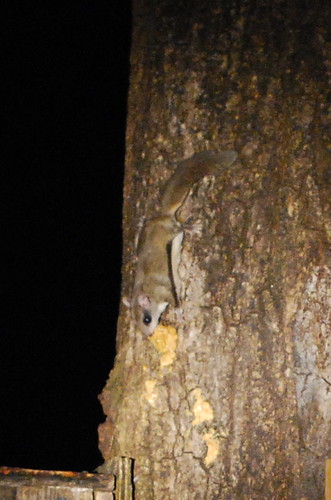 Night glider: southern flying squirrel