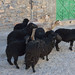 Black sheeps