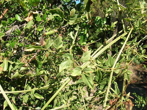 Hábito trepador de <i>Eccremocarpus scaber</i> trepando un arbusto, se aprecian las formas de sus hojas y sus zarcillos. Ejemplar creciendo en la Reserva Nacional Río Cipreses, Región de O'Higgins.