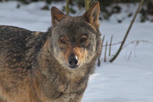 Iberischer Wolf im Gaia Park Kerkrade im Februar 2010 by Ulli J.