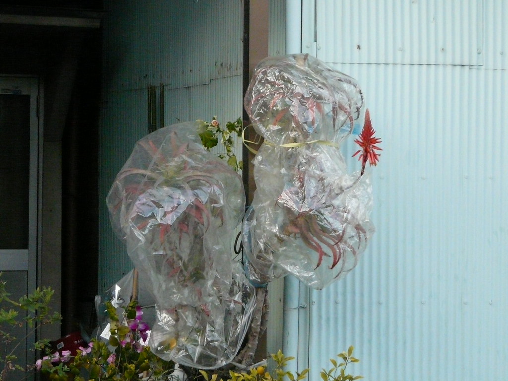 Protecting the Flowers in Plastic Bags