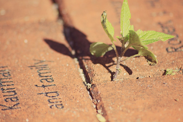 brick paver plant